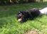 Cocker spaniel Pepsi