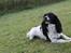 Engelsk springer spaniel Puk