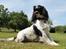 Engelsk springer spaniel Puk