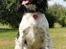 Engelsk springer spaniel Puk