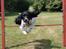 Engelsk springer spaniel Puk