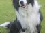 Border collie Ziyan