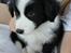 Border collie Ziyan - 6 uger gammel 