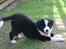 Border collie Ziyan - Første tur i haven  