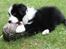 Border collie Ziyan