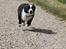 Border collie Ziyan