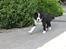 Border collie Ziyan