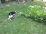 Border collie Ziyan - fandt lige en pind