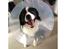 Border collie Ziyan