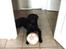 Labrador retriever Ricko - Ricko med sin kæmpe bold som han fik i fødslesdagsgave <3 2013
