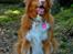 Nova scotia duck tolling retriever Leica - I hundeskoven..  (Taget af: en veninde, hun hedder Emma)