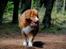 Nova scotia duck tolling retriever Leica - I hundeskoven..  (Taget af: en veninde, hun hedder Emma)