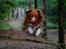 Nova scotia duck tolling retriever Leica - I hundeskoven..  (Taget af: en veninde, hun hedder Emma)