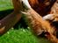 Nova scotia duck tolling retriever Leica - High five!! <3  (Taget af: en veninde, hun hedder Emma)