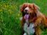 Nova scotia duck tolling retriever Leica - I hundeskoven.. (Taget af: en veninde, hun hedder Emma)
