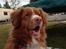 Nova scotia duck tolling retriever Leica - <3 (Taget af: Mig, taget med iphone)