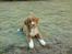 Nova scotia duck tolling retriever Leica - Baby-Leica..<3 (Taget af: Min mor, taget med en mobil)