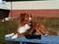 Nova scotia duck tolling retriever Leica - (Taget af: Mig, Kameraet er mine forældres, så det er ikke helt vildt godt)