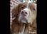 Nova scotia duck tolling retriever Leica - Jeg elsker dig ubeskrivlig højt.. (Taget af: Mig, Kameraet er mine forældres, så det er ikke helt vildt godt)