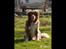 Nova scotia duck tolling retriever Leica - En eftermiddag.. (Taget af: Mig, Kameraet er mine forældres, så det er ikke helt vildt godt)