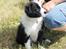 Border collie Ziyan