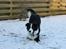 Border collie Ziyan