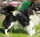 Chihuahua DKCH Milltoff's Gossip Girl ~Zaffie~