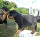 Rottweiler Sheriff