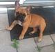 Fransk bulldog Marley