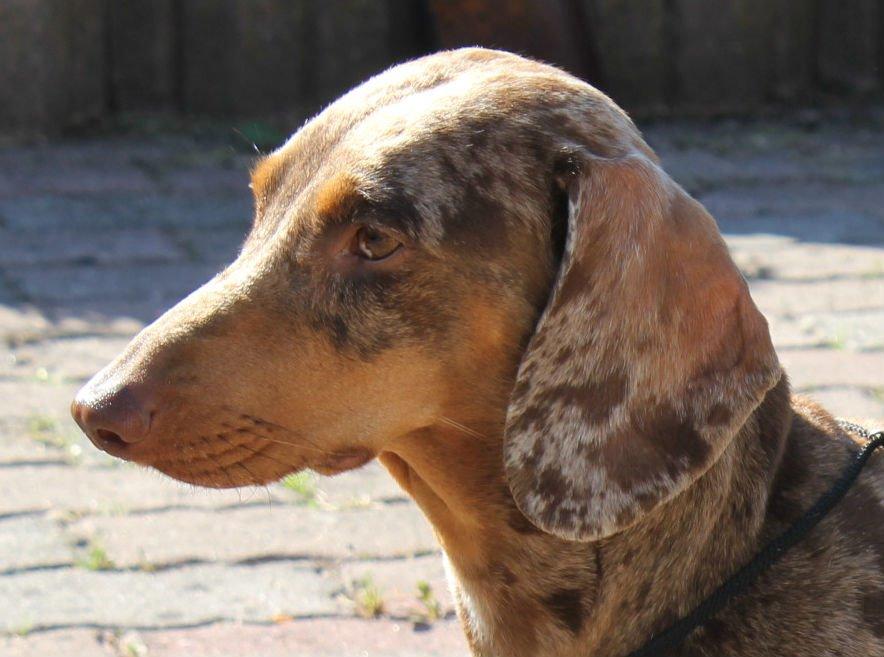 Gravhund Teckels Rusia billede 1