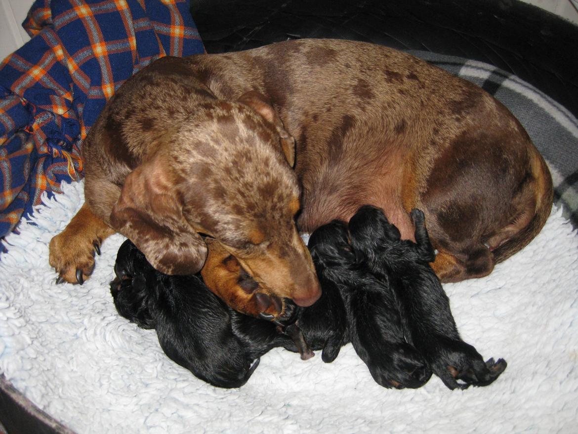 Gravhund Teckels Rusia billede 2