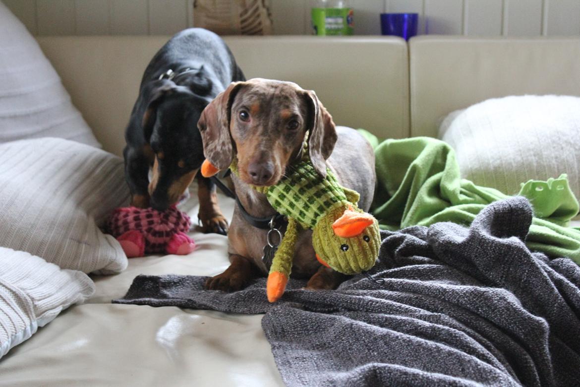 Gravhund Teckels Rusia billede 3