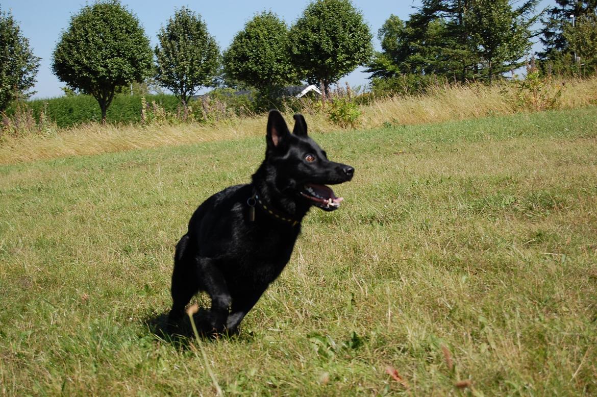 Schæferhund Nelly *AKA* Terroristen. billede 32