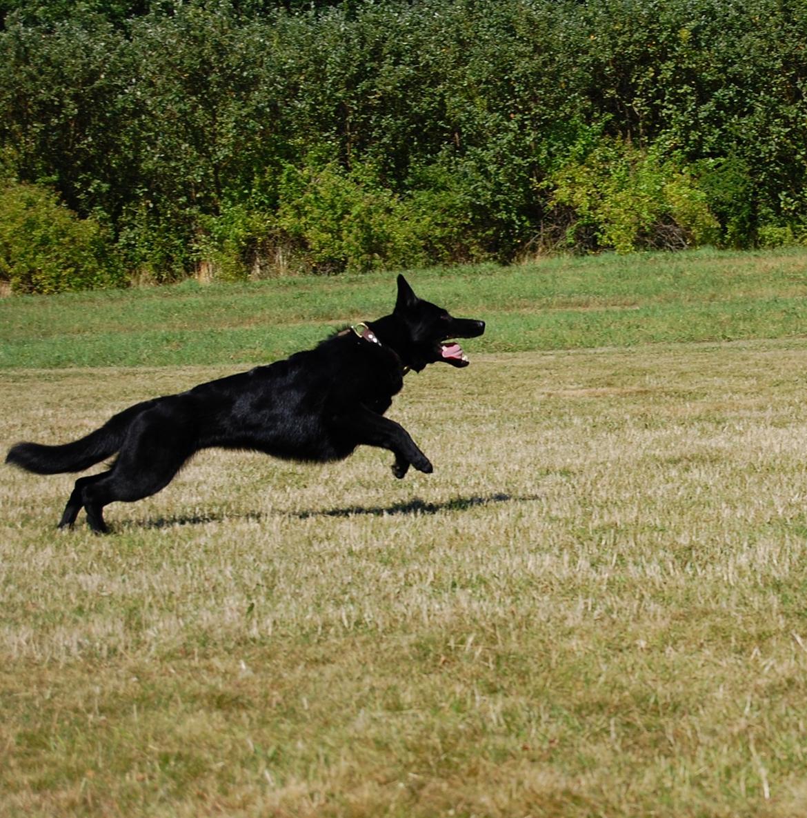 Schæferhund Nelly *AKA* Terroristen. billede 38