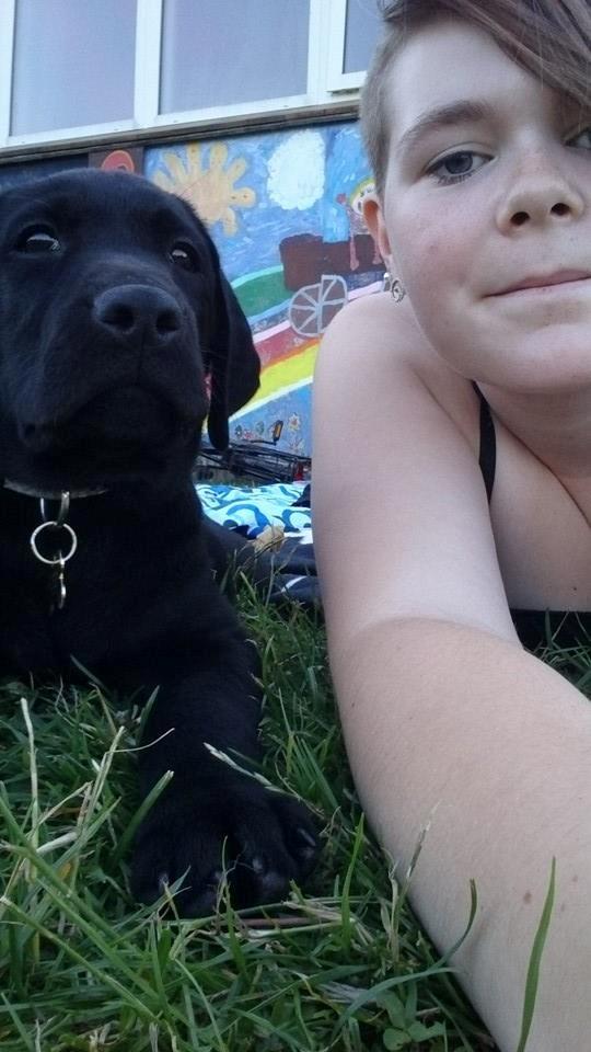 Labrador retriever Tyson SOLGT D. 6/11 - 2014  billede 20