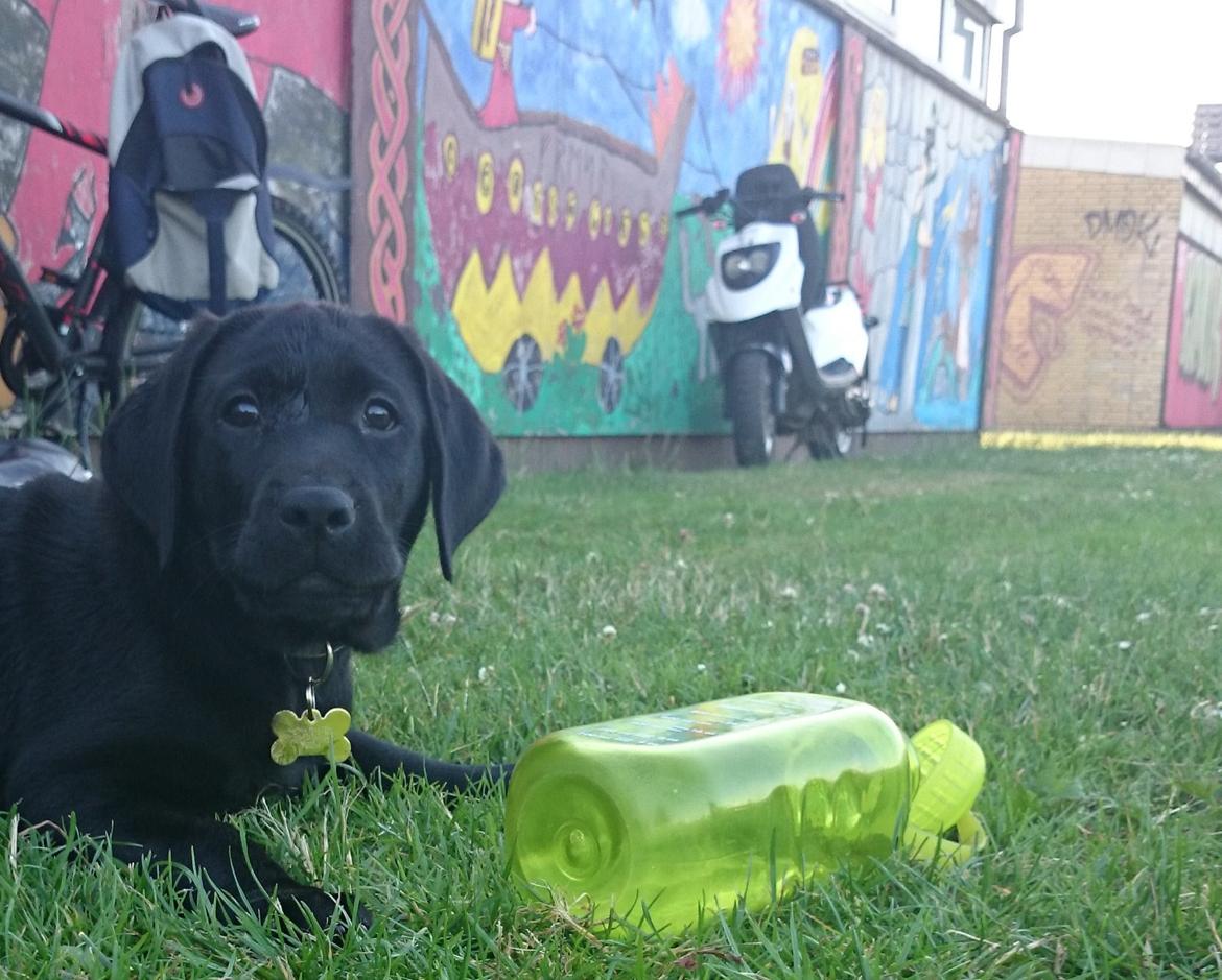 Labrador retriever Tyson SOLGT D. 6/11 - 2014  billede 21