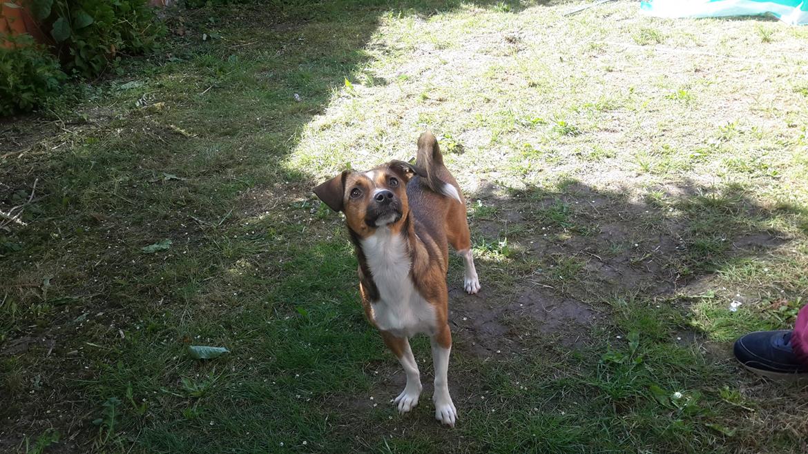 Blanding af racer coco - hvad siger du mor???  billede 2