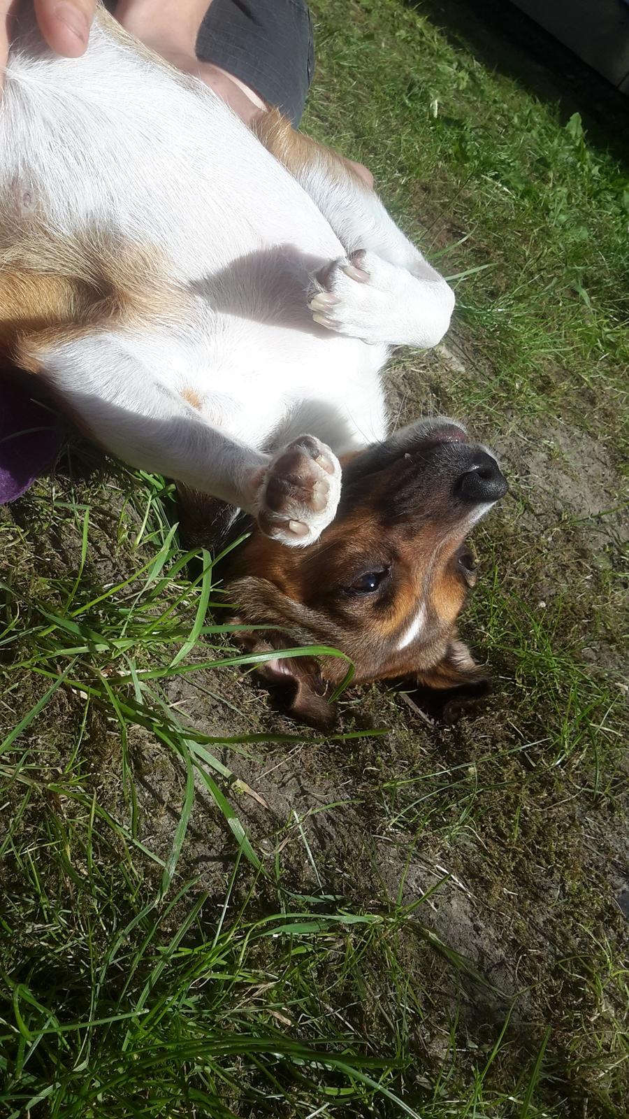 Blanding af racer coco - uuuum nyder solen billede 3