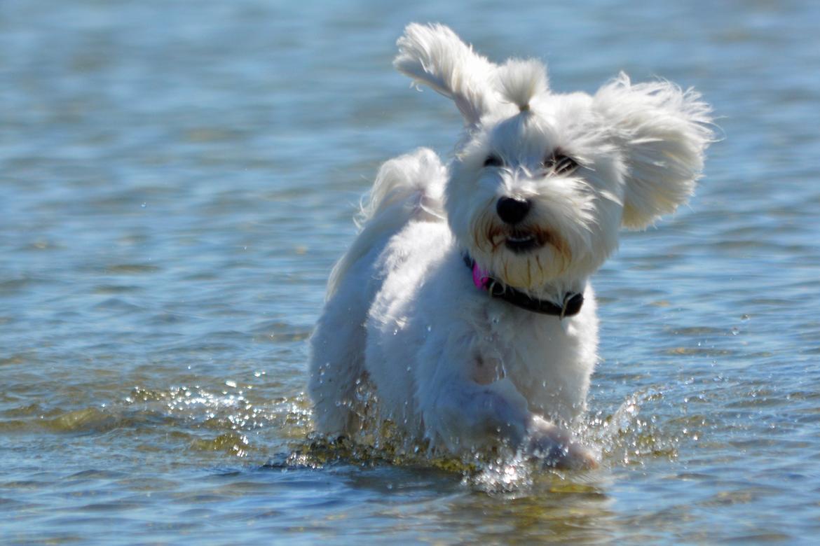 Malteser Fie R.I.P 26. Januar 2015 billede 3