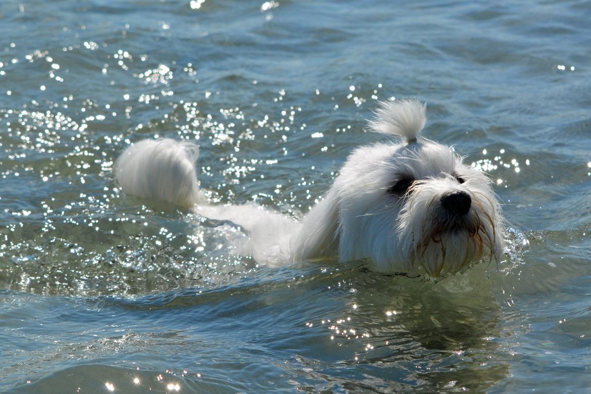 Malteser Fie R.I.P 26. Januar 2015 billede 43