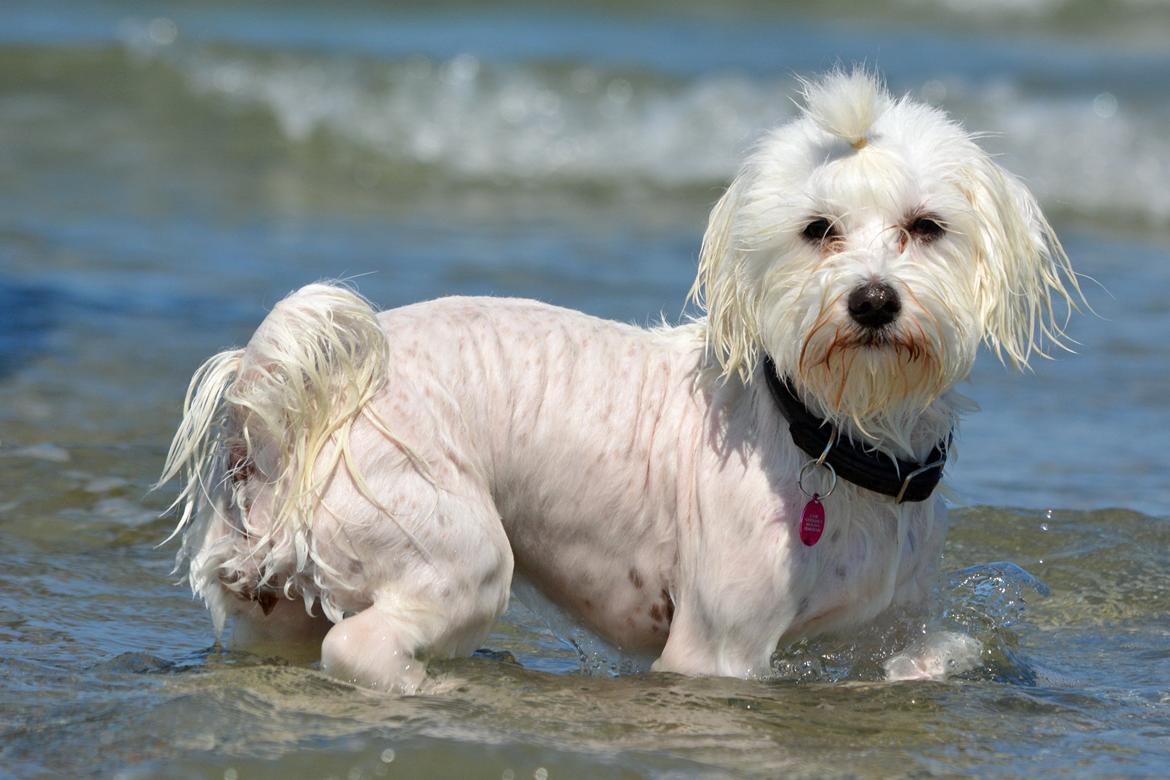 Malteser Fie R.I.P 26. Januar 2015 billede 44