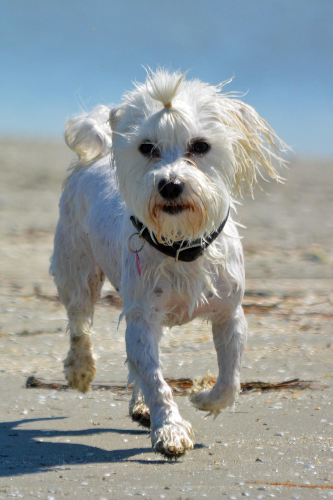 Malteser Fie R.I.P 26. Januar 2015 billede 45