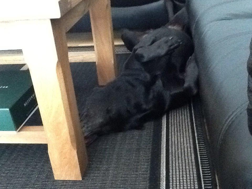 Labrador retriever Rana Schirmer  billede 24