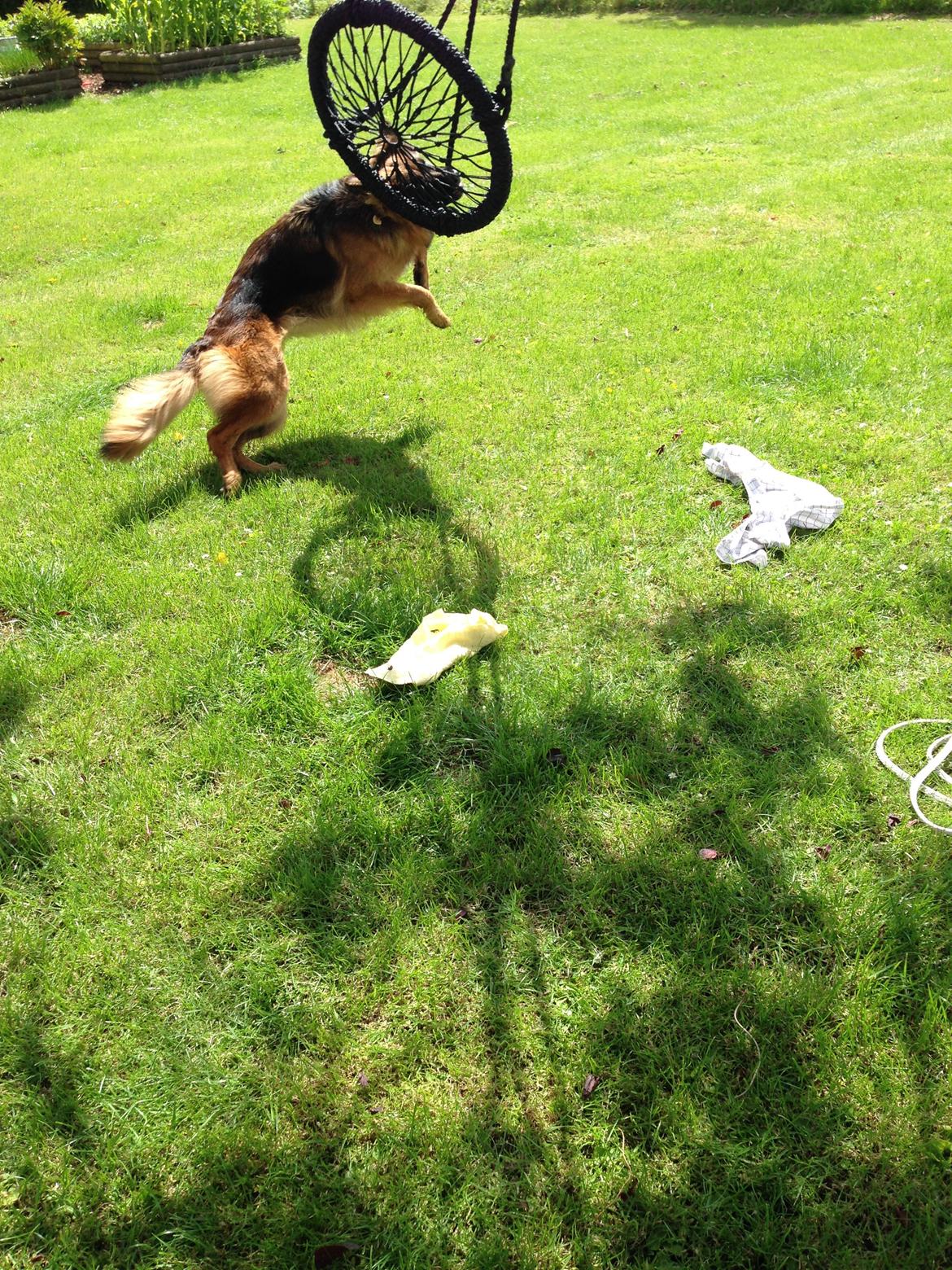 Schæferhund Smed's Jasmina - Juhu, vi er flyttet på landet! giver lige den dumme gynge en ordentlig tur!  billede 17