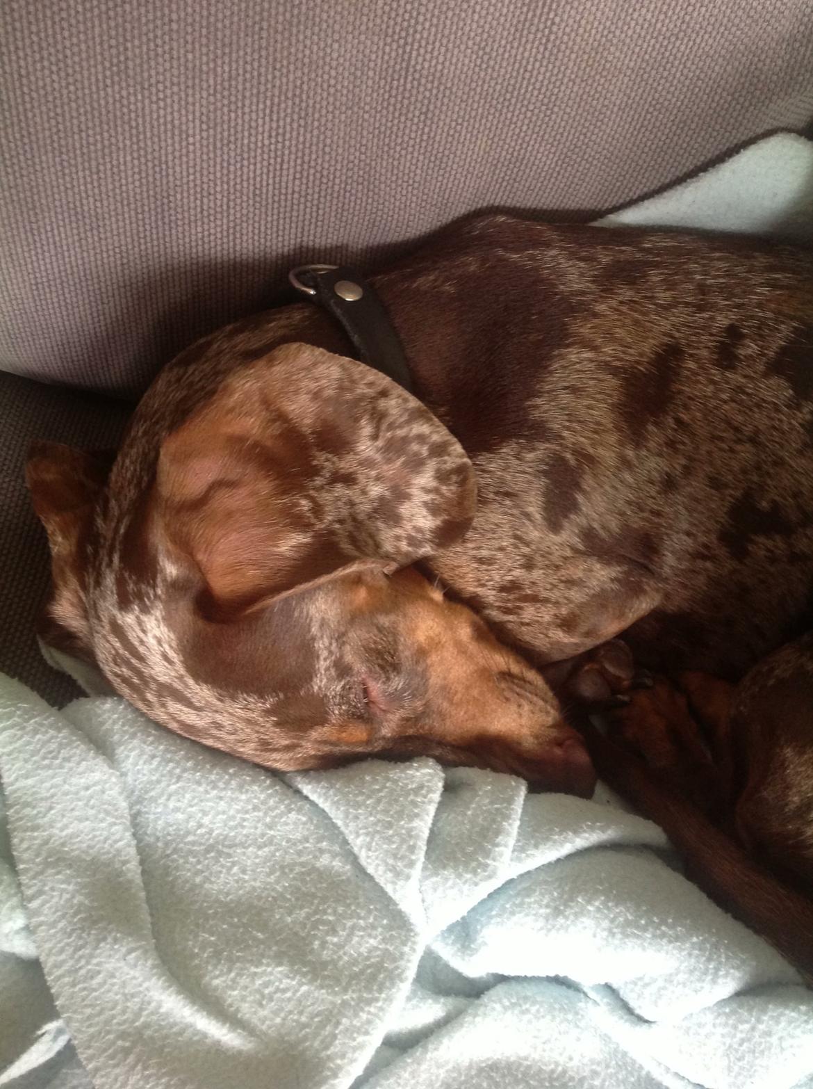 Gravhund Ritalina  fra kennel Teckel billede 2