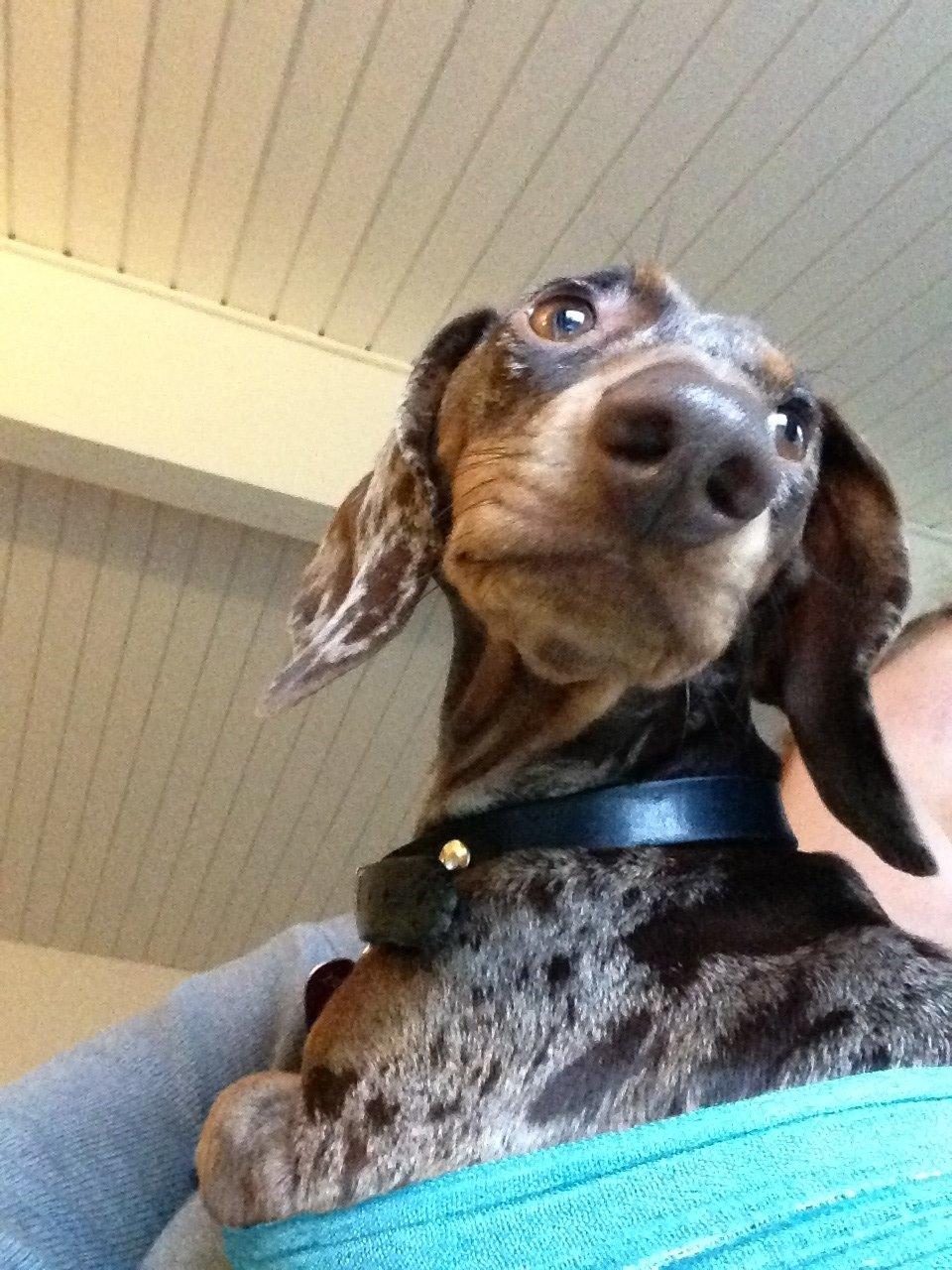 Gravhund Ritalina  fra kennel Teckel billede 3