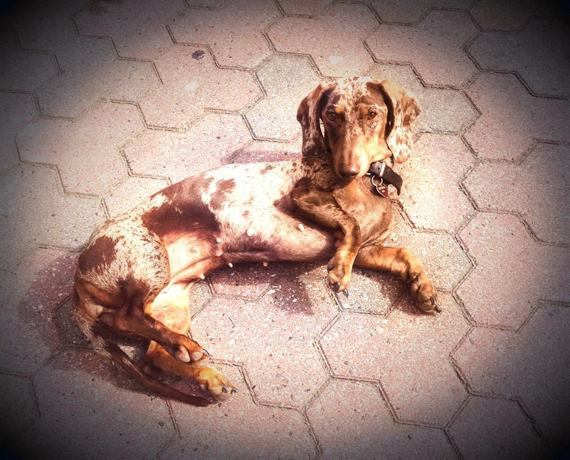 Gravhund Ritalina  fra kennel Teckel billede 5