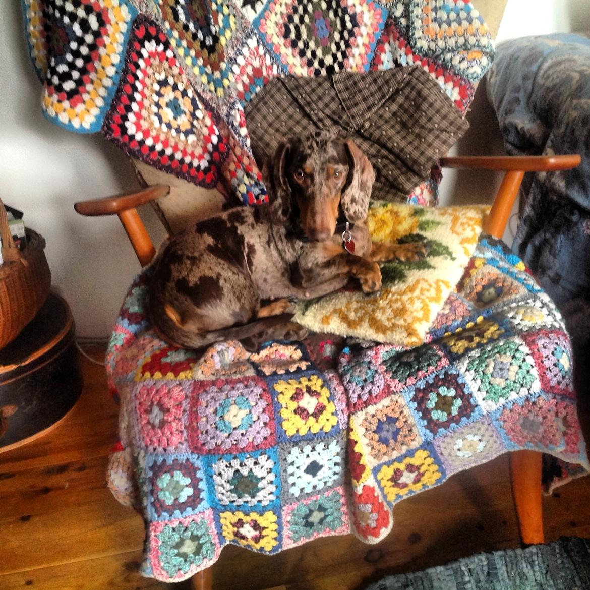 Gravhund Ritalina  fra kennel Teckel billede 4