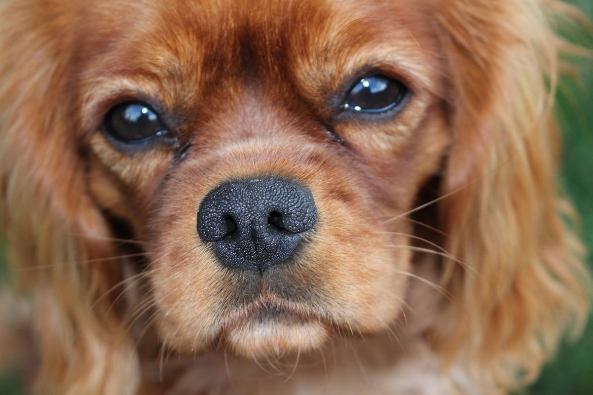 Cavalier king charles spaniel Canidan's Dare me (Maia) - min smukke maia 6 måneder billede 8