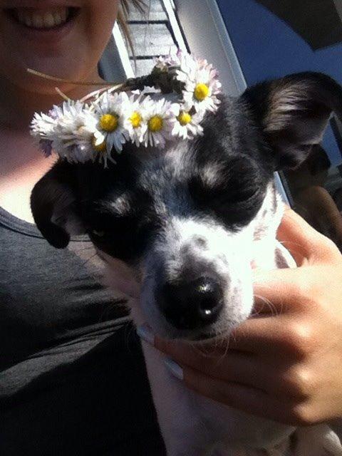Chihuahua Sputnik billede 17